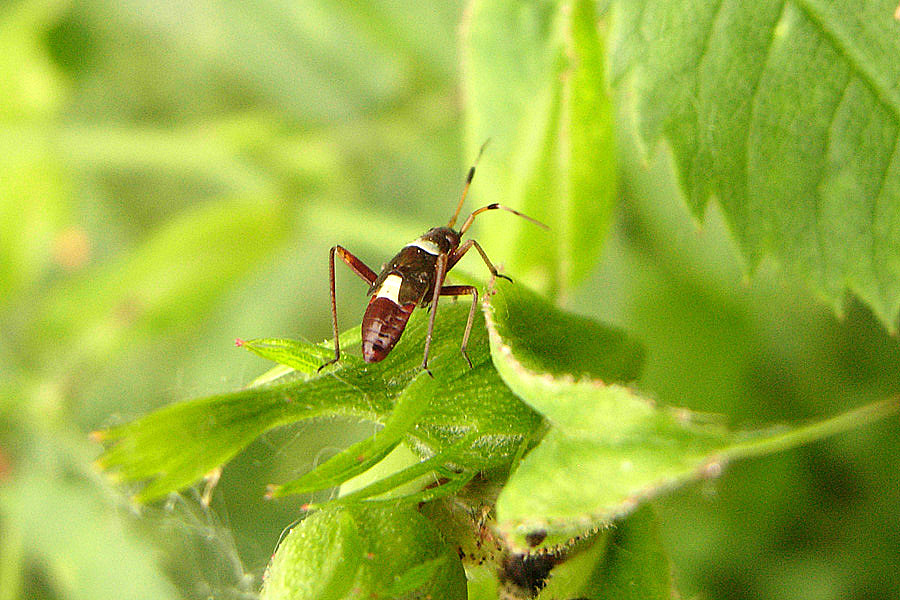 Piccolo enigma entomologico: Closterotomus biclavatus juv.